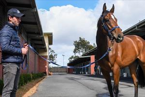 ASSISTANT TRAINER BEN GLEESON CATCHES UP WITH BENSLEY